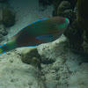 Quoy's Parrotfish