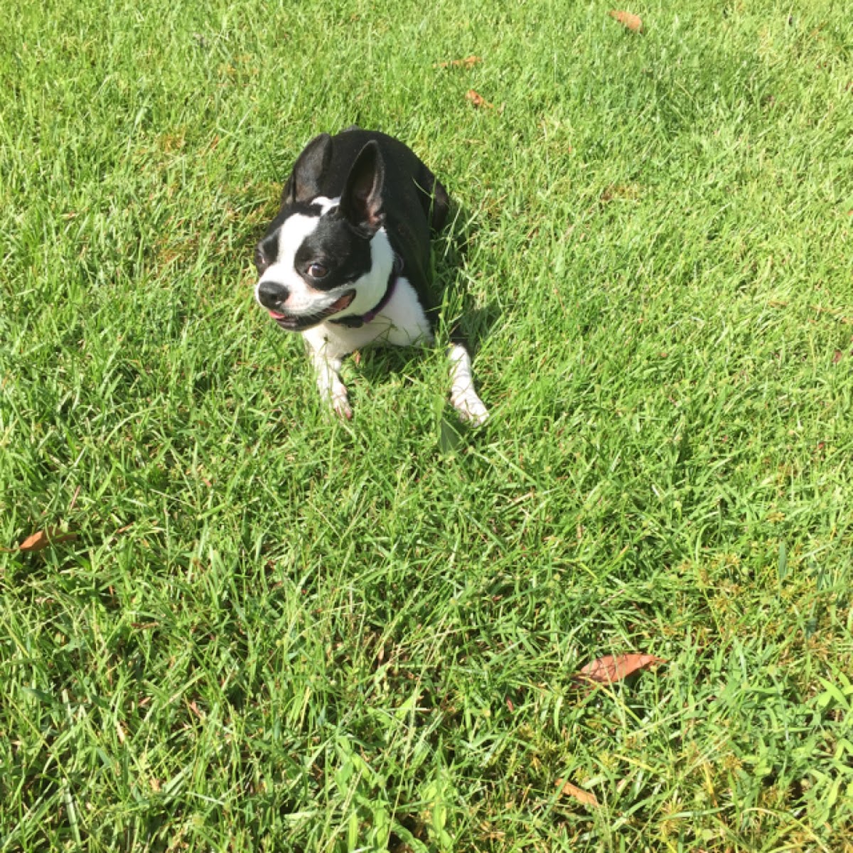 Boston Terrier