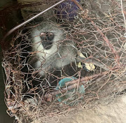 The Bloemfontein SPCA said the monkey was kept in a small rusted cage without any food, water or shelter in Tweespruit.