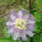 Passion Flower