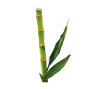 Bamboo Bulk