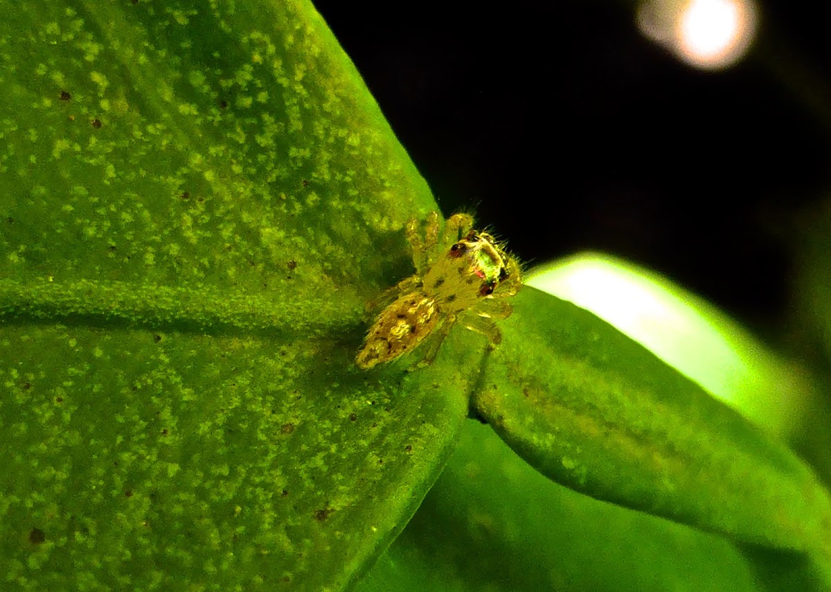 Jumping Spider