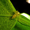 Jumping Spider