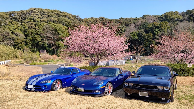 チャレンジャーの桜・なんとか桜・寒くても咲く桜に関するカスタム事例の投稿画像2枚目