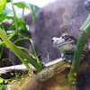 Amazon Milk Frog