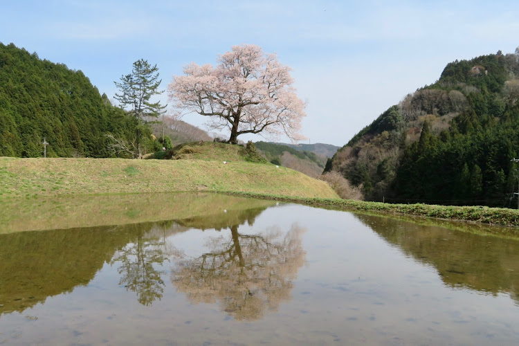 の投稿画像2枚目