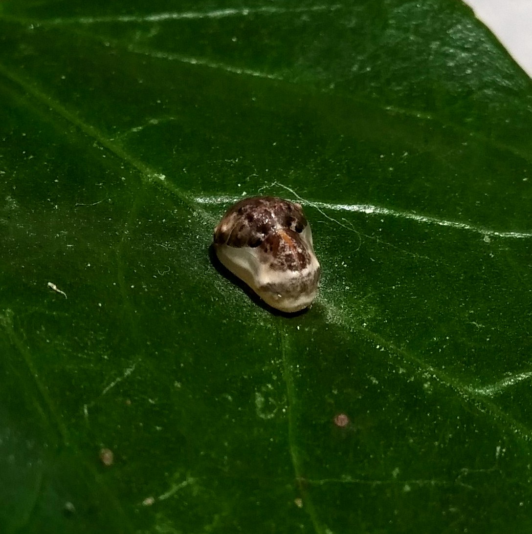 Apefly (pupa)