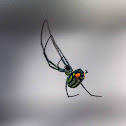 Mabel Orchard Orbweaver