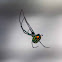 Mabel Orchard Orbweaver