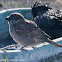 House Sparrow; Gorrión Común