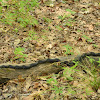 Black Rat Snake