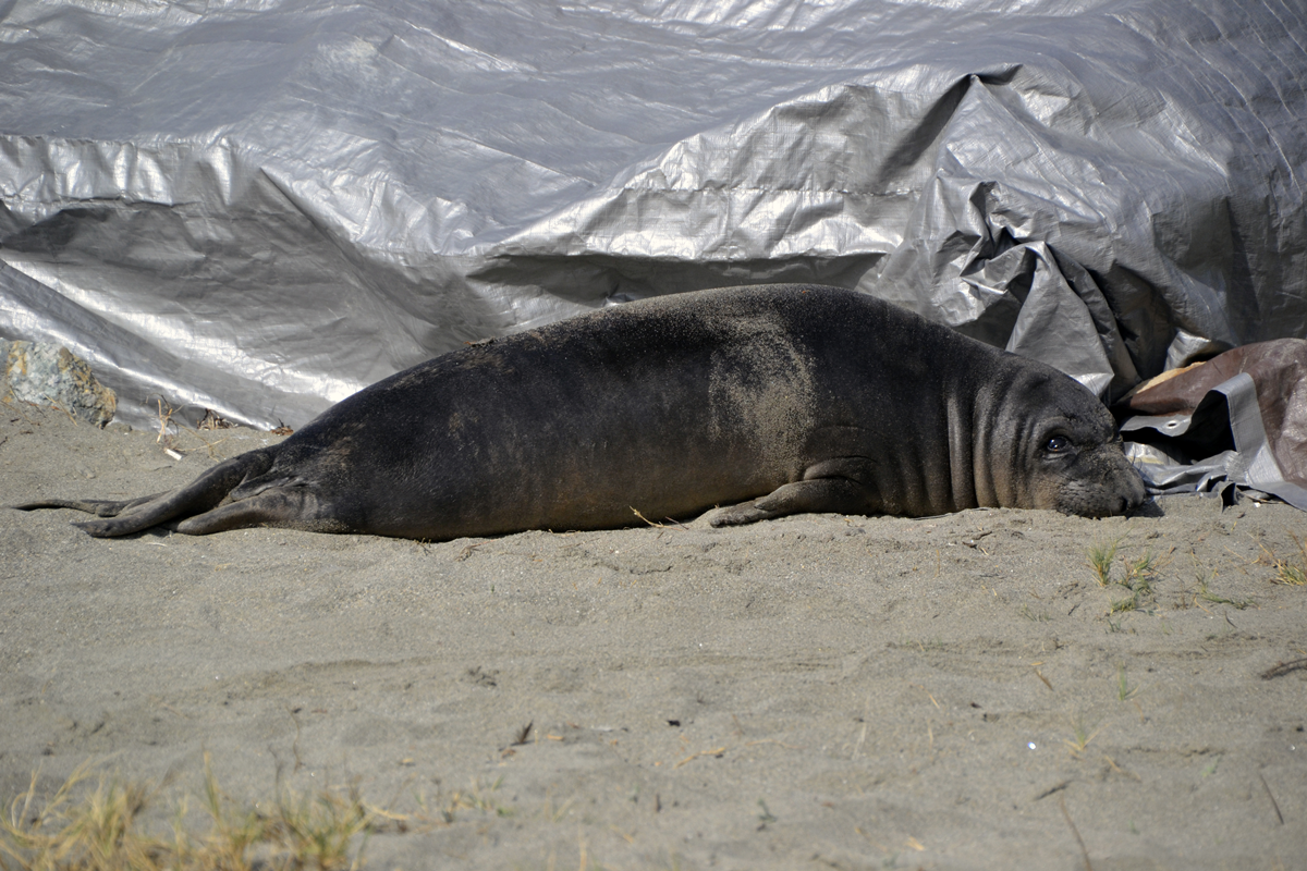 Northern Elephant Seal