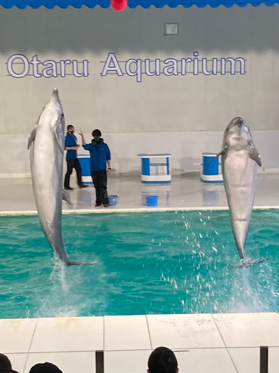 スイフトスポーツのおたる水族館に関するカスタム事例の投稿画像3枚目