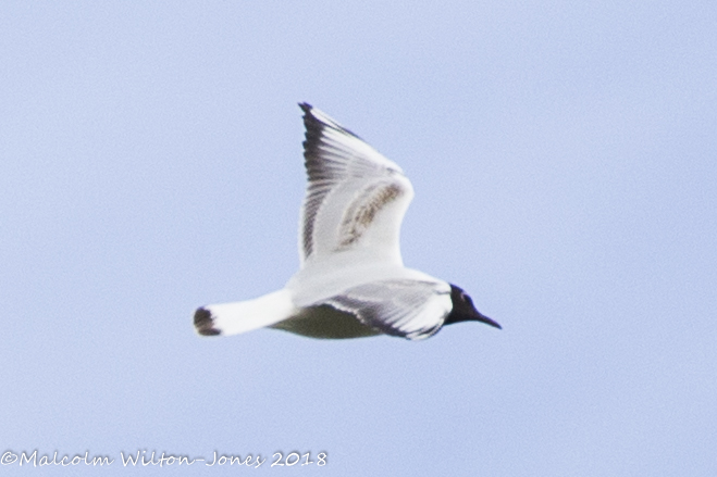 Black-headed Gull