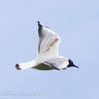 Black-headed Gull