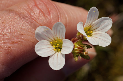 Saxifraga granulata