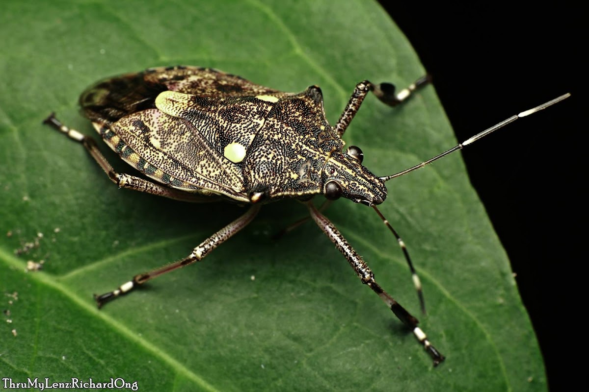 Stink Bug