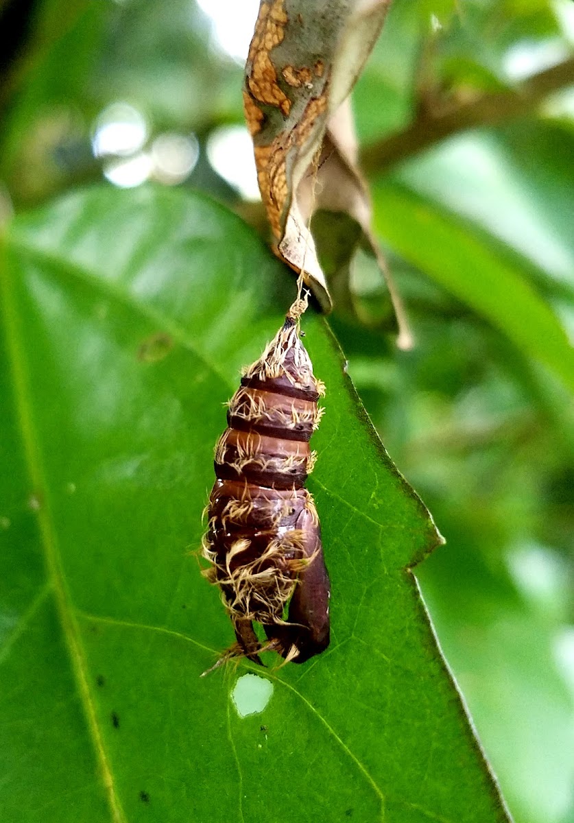 Butterfly cocoon