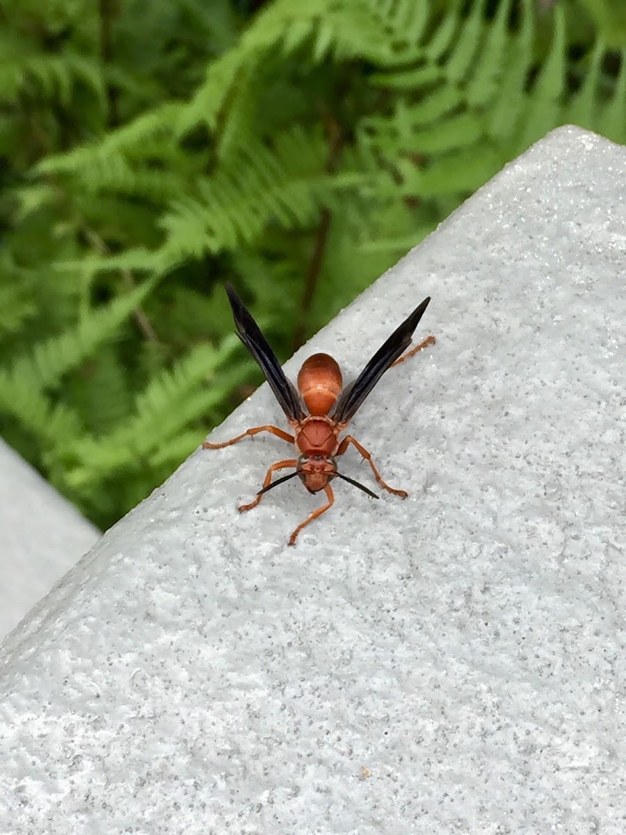 Red Paper Wasp