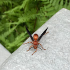 Red Paper Wasp