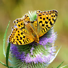 High Brown Fritillary; Adipe