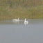 Tundra Swan