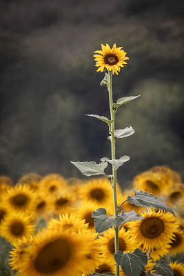 Il solitario di Buttero59