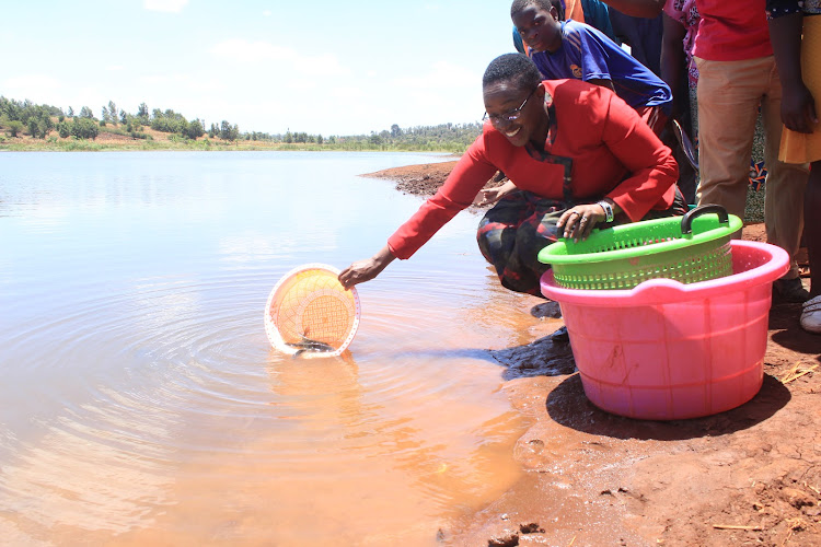 Murang'a Woman Representative Sabina Chege releases tilapia fingerlings at Gathinja dam in Maragua