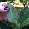 Milkweed