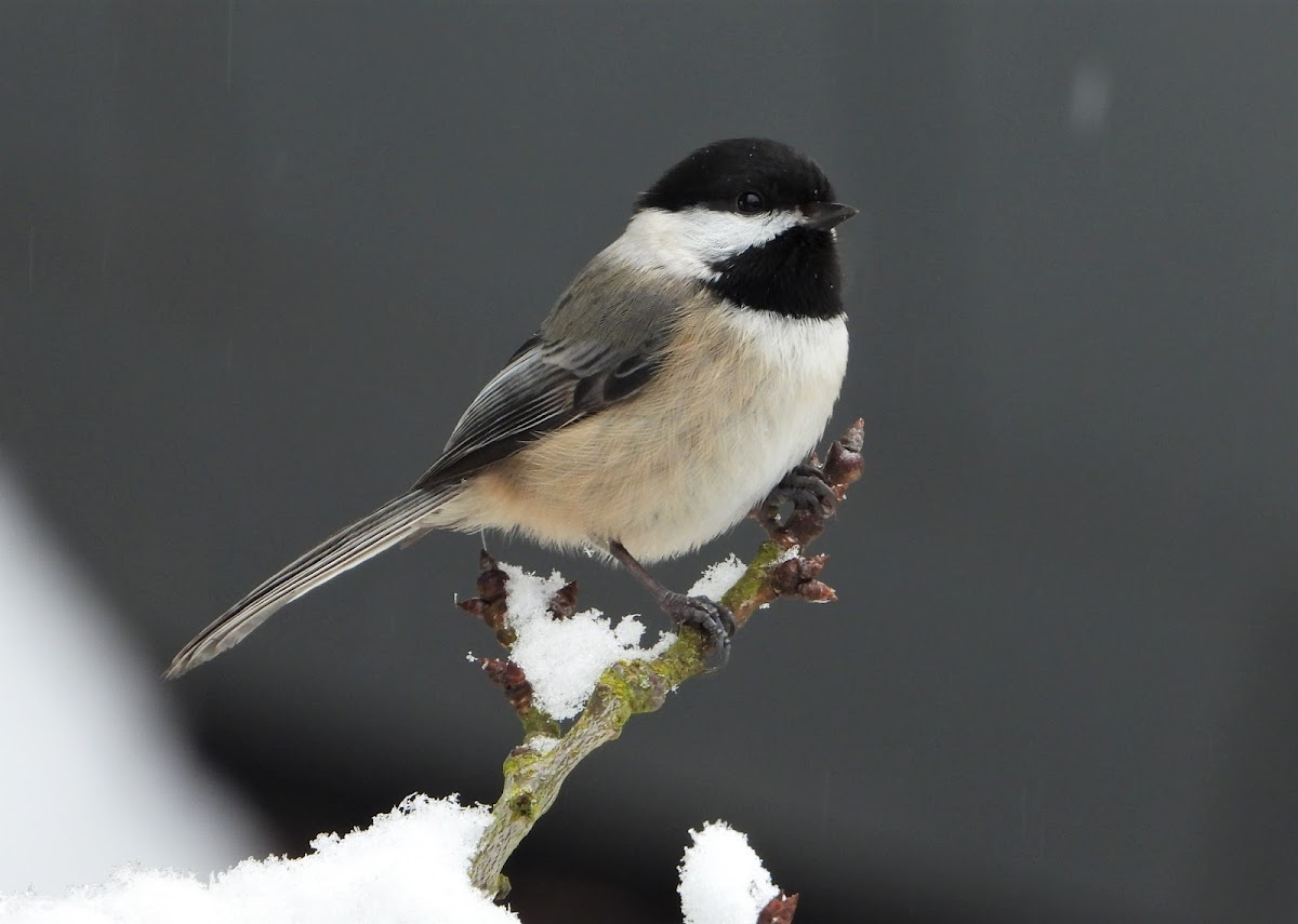 Black-capped chickadee