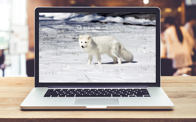 Arctic Fox HD Wallpapers Animal Theme