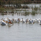 American White Pelicans