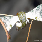 Silkworm Moth