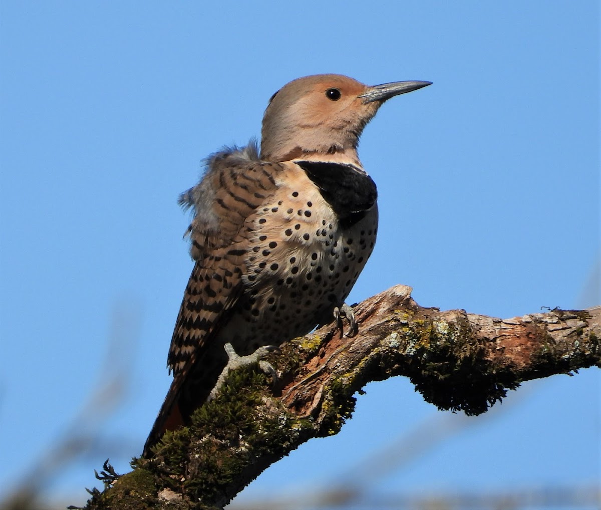 Northern flicker (female)