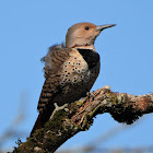 Northern flicker (female)