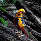 Golden pheasant