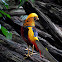 Golden pheasant