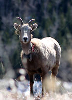 Animals In The Black Hills - Dan And Eileen On The Go Animals Of The Black Hills : Please help me as i feel completely helpless knowing she's out there and i can't do anything.