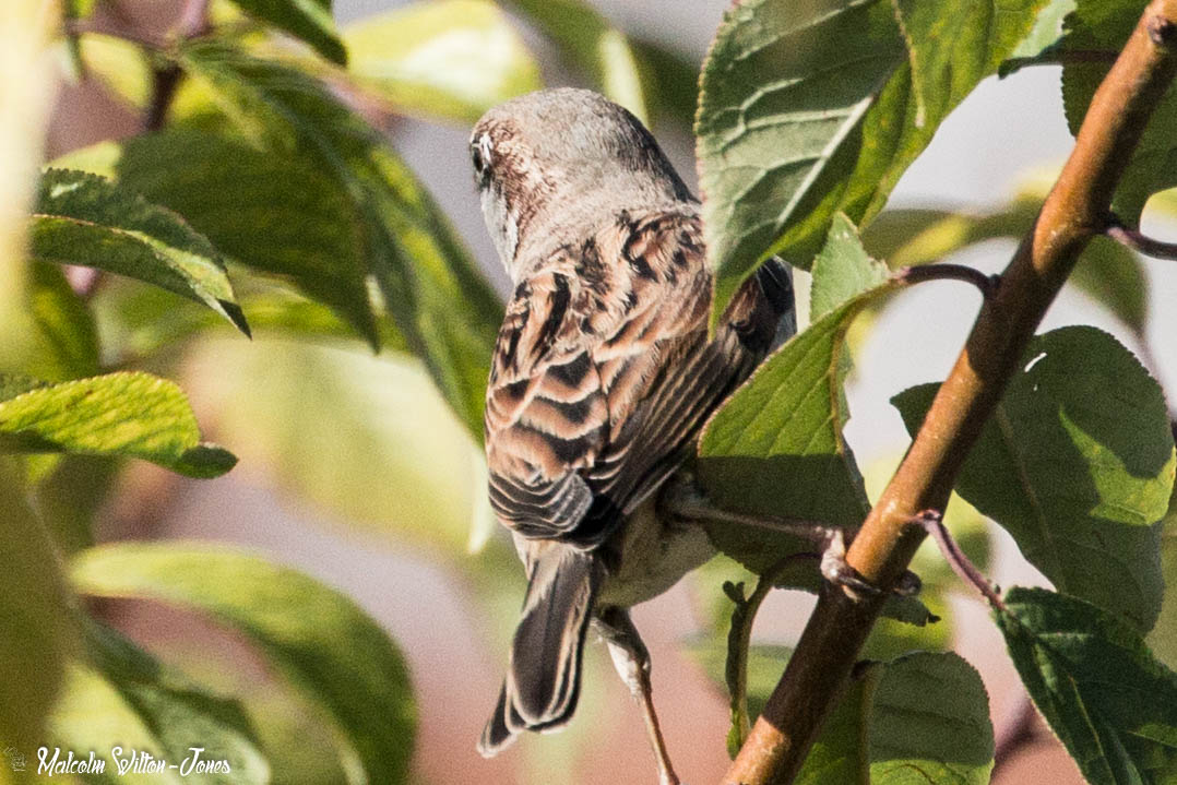 House Sparrow; Gorrión Común