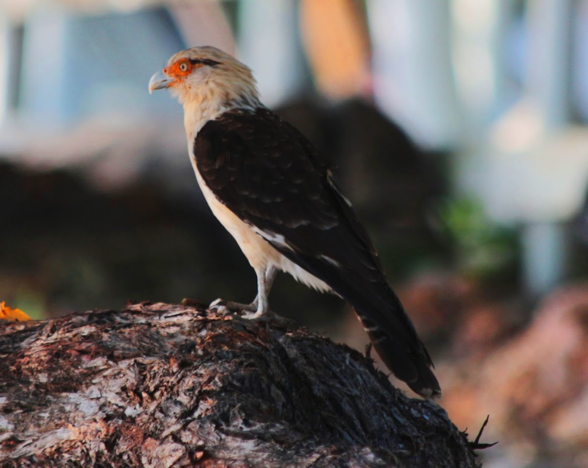 Yellow-headed Caracara