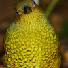 Bowerbird