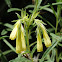 Onosma Echioides