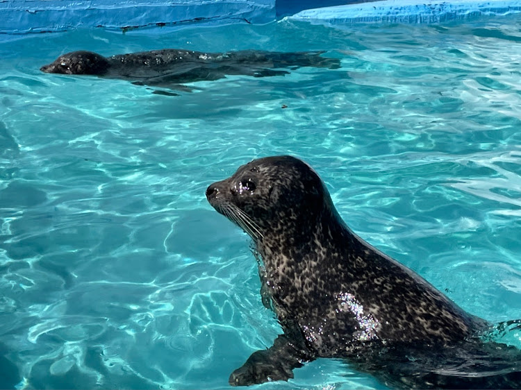 プリウスの日帰りドライブ・室蘭・水族館へGO・恒例洗車に関するカスタム事例の投稿画像5枚目