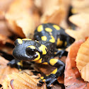 Fire salamander