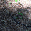 Rat Snake