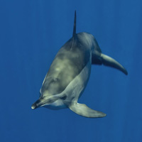 Dolphin di 