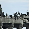 Double-crested cormorant