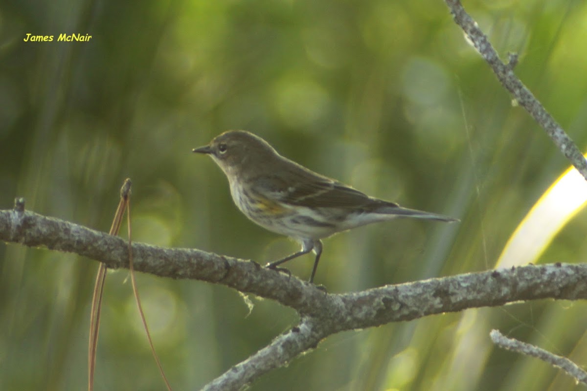 Yellow-rumped Warbler