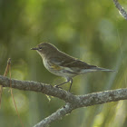 Yellow-rumped Warbler