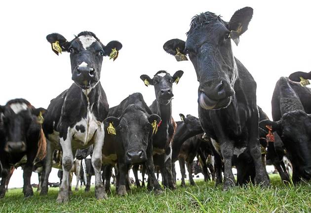 Dairy cows at a farm.